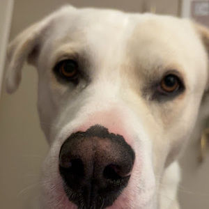 Meet your Posher, Anastasia